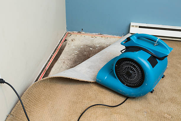 Best Local water damage restoration  in Mammoth Lakes, CA